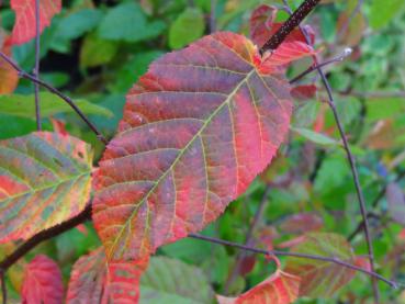 Rote Herbstfärbung bei Carpinus laxiflora