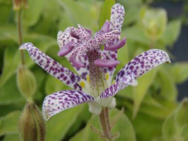 Tricyrtis hirta