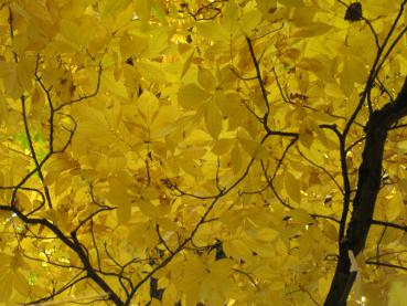 Gelbe Herbstfärbung - Bitternuss