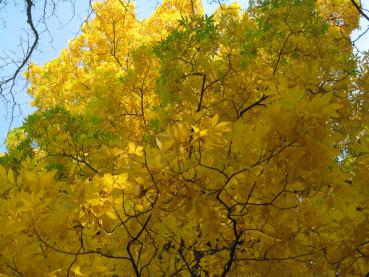 Bitternuss - gelbes Herbstlaub