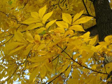 Im Herbst erstrahlt die Bitternuss in Gelb.