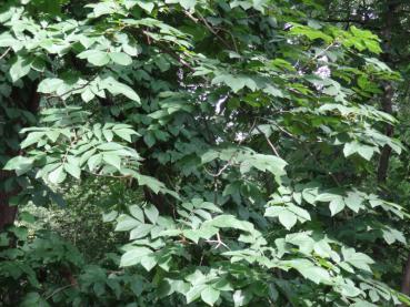 Zweige mit gefiederten Blättern der Carya cordiformis