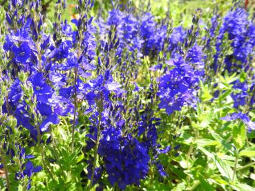 Der Garten-EhrenpreisKönigsblau blüht mit langen blauen Rispen.