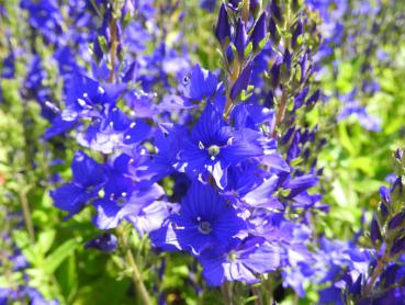 Der blaublühende Garten-Ehrenpreis Royal Blue blüht im Juni.