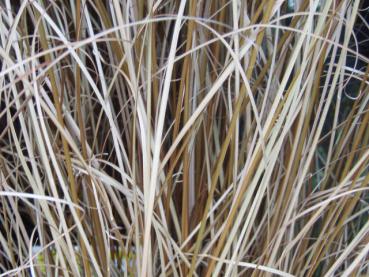 Carex buchananii im Herbst