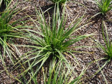 .Carex morrowii Variegata