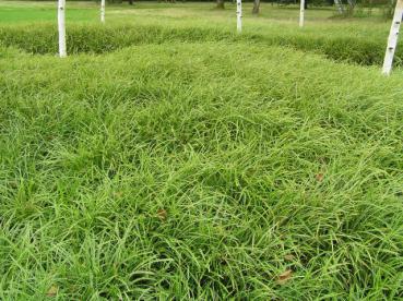 Carex morrowii Variegata als flächige Unterpflanzung