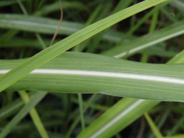 Detail vom Blatt bei Miscanthus sinensis Malepartus