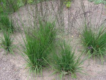 .Molinia caerulea