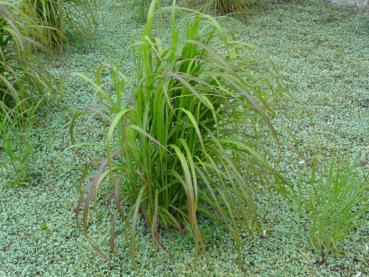 Panicum virgatum Rotstrahlbusch