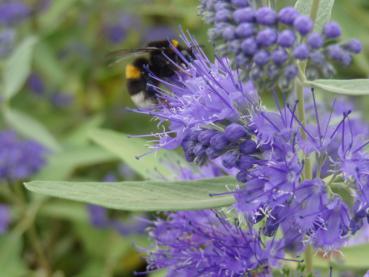 Die Blüten der Bartblume Kew Blue sind gute Bienenweiden