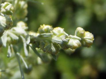 .Artemisia absinthium