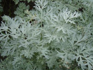 Artemisia absinthium, der Wermut