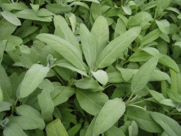 .Salvia officinalis - Salvia