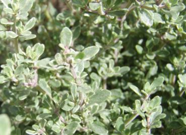 .Thymus citriodorus Silver King