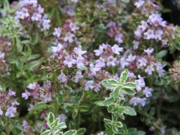 .Thymus citriodorus Silver King