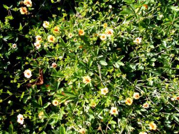 Potentilla tonguei in der Fläche