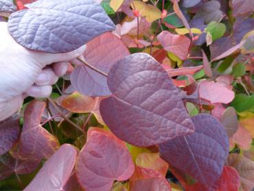 Im Herbst verfärben sich die Blätter der Disanthus cercidifolius von gelb bis dunkelrot.