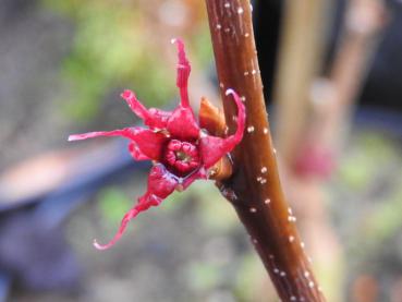 Disanthus cercidifolius: Blüte im November