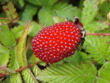 Rubus illecebrosus trägt große rote Früchte.