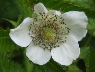 Jordgubbshallon, Rubus illecebrosus
