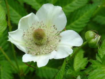 Eine Blüte und Knospe des Rubus illecebrosus (Erdbeer-Himbeere)