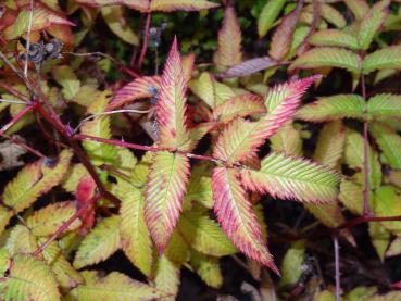 Herbstfärbung bei Rubus illecebrosus (Erdbeer-Himbeere)