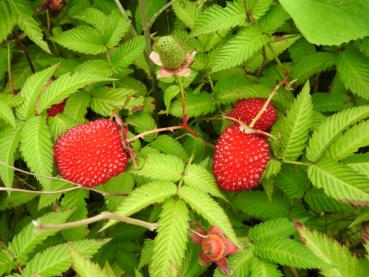 Süße Früchte der Erdbeer-Himbeere (Rubus illecebrosus)