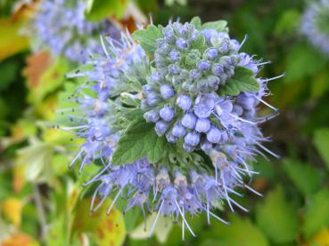 Blaue Blüten und silbrige Blätter - die Graufilzige Bartblume