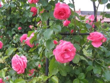 Gefüllte rosa Blüten - Rose Laguna