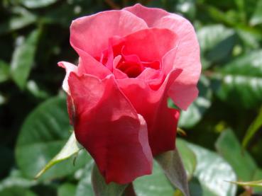 Blüte von Rose Zaide