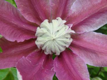 Rosa-weiß gestreifte Blüte der Clematis Josephine