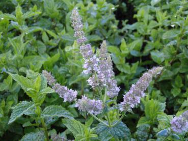 .Mentha spicata Maroccan