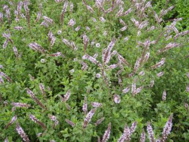 .Mentha spicata Maroccan