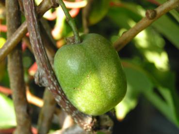 Strahlengriffel (Actinidia arguta) - kleine kiwiartige Früchte