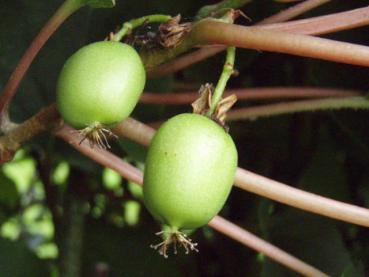 Strahlengriffel (Actinidia arguta) - aromatische, essbare Früchte