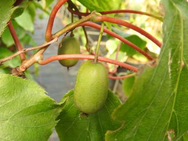 Strahlengriffel (Actinidia arguta) - leckere weintraubengroße Kiwifrüchte