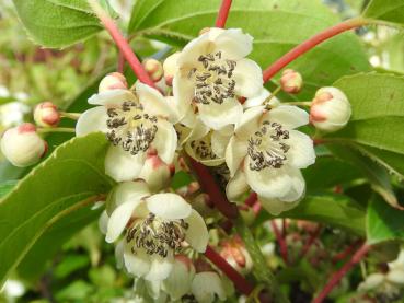 Zahlreiche filigrane, weiße Blüten schmücken den Strahlengriffel (Actinidia arguta).