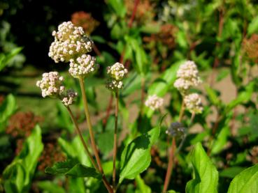 Zartrosa Knospen der Säckelblume Marie Simon