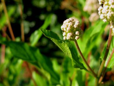 Die Säckelblume Marie Simon trägt noch im September Knospen.