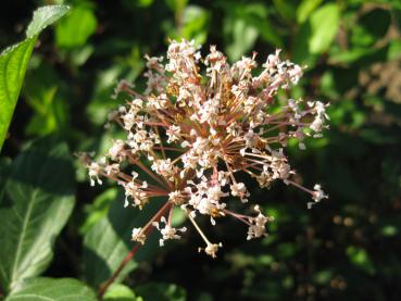 Die Säckelblume Marie Simon blüht im Herbst.