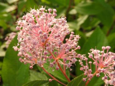 Rosablühende Ceanothus Marie Simon