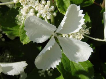 Detailaufnahme der Blüte