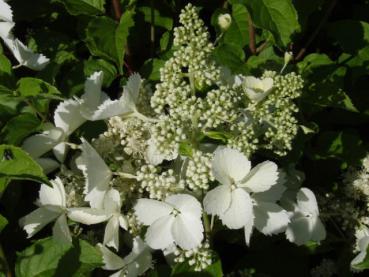 Blüte von Hydrangea paniculata Pink Lady im Juli