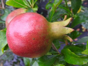 Granatapfel Wonderful - heranreifende Frucht