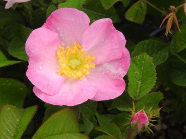 Nahaufnahme der Blüte von Rosa gallica