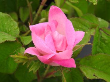 Rosa Blüte der Essigrose