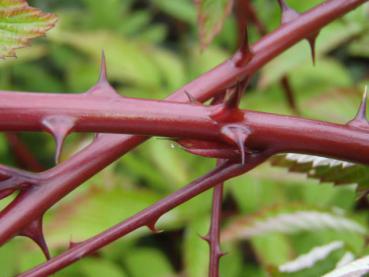 Rubus coreanus Dart`s Mahagony