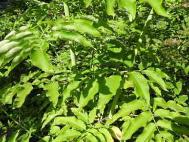 Sambucus caerulea - Blätter