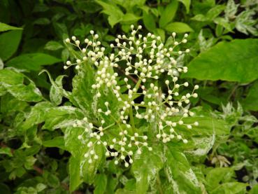 Sambucus nigra Pulverulenta